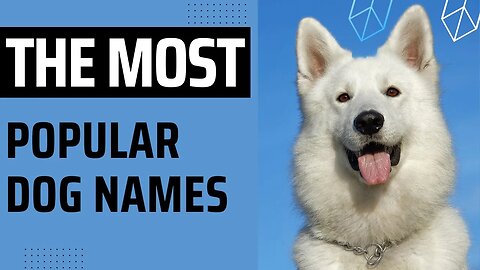 The Most Popular Dog Names of 2022-2023.