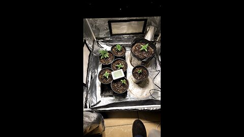 week 3 from seed