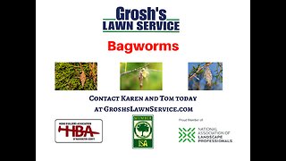 Bagworms Smithsburg Maryland Tree Shrub Care Washington County Maryland