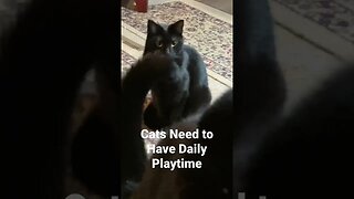 Cat Asks to Play