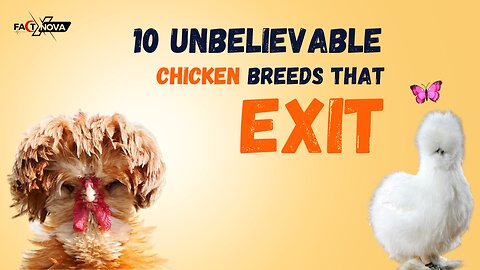 10 Most RIDICULOUS Chicken Breeds You've NEVER Seen!