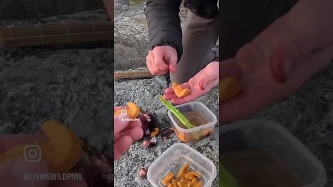 How to eat Fresh Raw Uni (Sea Urchin) on the Beach 👨‍🍳 Vancouver Island