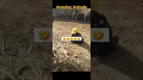 Amazing animals make real fun: Funny Sheep