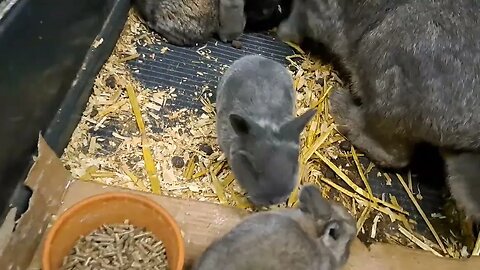 Fuzzy fun BLUE VIENNA x Californian BABY RABBITS KITS 17 DAYS OLD: Blue Black Agouti/Isabella konijn