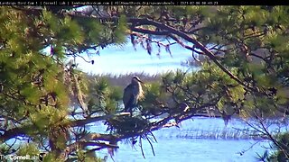 Great Blue Heron Leaves The Nest 🦩 02/06/23 08:40