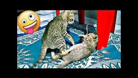 Aww Cute Cats Videos #catmeow Funny Animals Compilation😹
