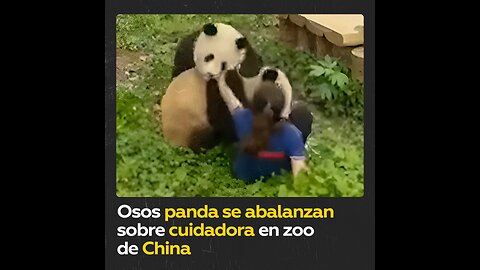 Cuidadora sale ilesa luego de que osos panda se le abalanzaran