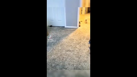 the funniest dog complication. /you will see this week 🤣🐕