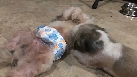 My Shih Tzu Puppies Silently Playing