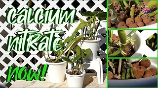 Avoid NEW GROWTHS from failing NOT just during COLD Temperatures | Calcium Nitrate 💪🏼#ninjaorchids