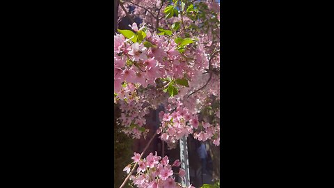 Cherry Blossoms