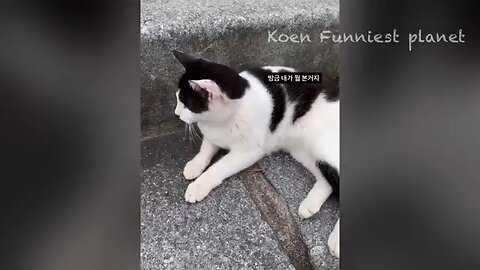 Funny Dogs and Cats Moments