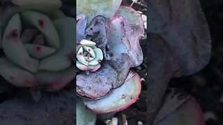 Wondering what causes succulents to change color?