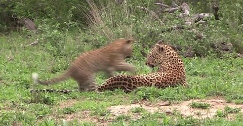 Adorable moments between mother leopard and her playful cub in the wild