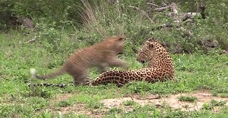 Adorable moments between mother leopard and her playful cub in the wild