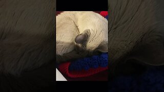 17 year old cat only sleeps!!!!!