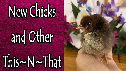 New Chicks, Stacking Jars, and Other This~N~That