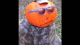 Pumpkin Shoot ( Giant pumpkin)