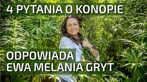 CBD, THC i konopie - podstawowe pytania: gatunki, wykorzystywanie | Dobrekonopie.pl