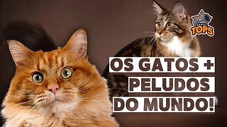 As 10 raças de gatos mais peludos do mundo !INCRÍVEIS!