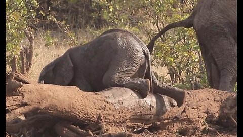 Itchy baby elephant enjoys awkward looking body scratch on log