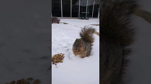 squirrel eating pistachios in the snow