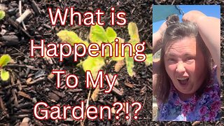 Garden Tour week 4 and What, OH NO!