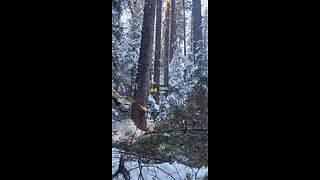 Tree Falling - SPRUCE
