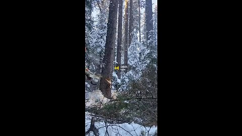 Tree Falling - SPRUCE