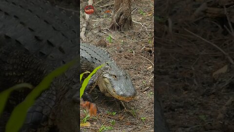 Gator Hunt with Central Florida Trophy Hunts: Population, Permits, and Size