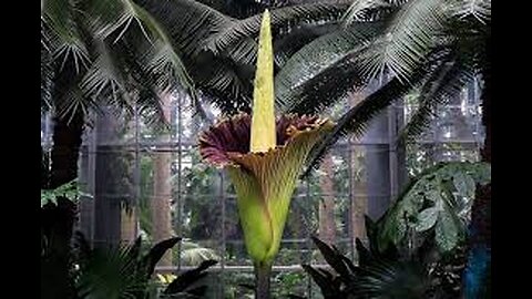 Amorphophallus Titanum- The Corpse Flower