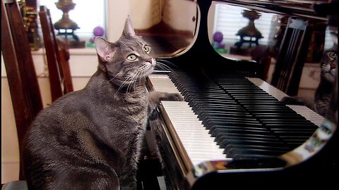 A funny cat playing a keyboard