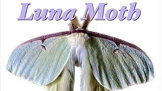 Luna Moth