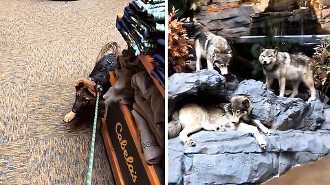 German Shepherd puppy shocked by taxidermy wolves