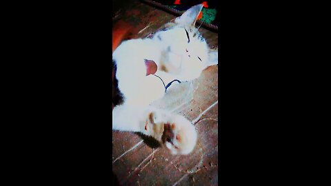 my cat peace peace im playing with my cat 😸😸