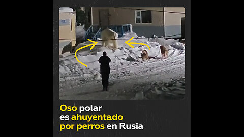 Perros ahuyentan a oso polar en el pueblo más oriental de Rusia