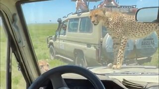 Safari Tourists Spooked By Cheetah On Their Vehicle