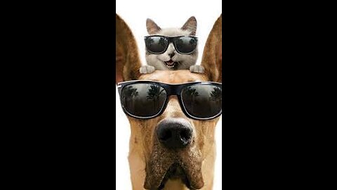 Funny animals dogs and cats