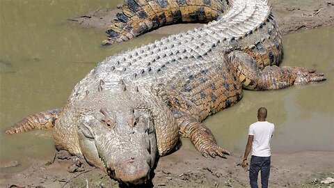 Top 25 Largest Animals Ever Caught on Camera | Animal video