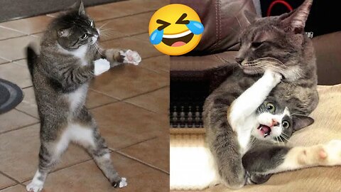 Funny animals cats funny video 😂😂