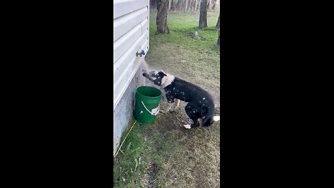 Border collie chomping on some water