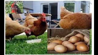 need food? get chickens! benefits of getting chickens