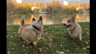 Corgi. Weather. Sun. Autumn