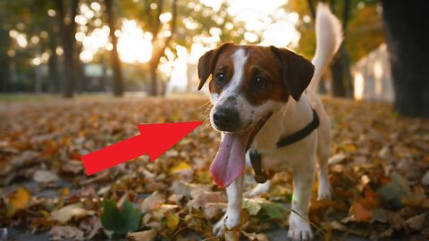 Top 10 Fun and Fascinating Facts about Dogs
