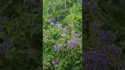 Día de lluvia en el jardín de la tía #tacuarembó #uruguay (02/02/2023)