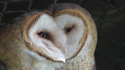 Barn Owls in Ecuador Create Optical Illusion as They Shelter Under an Eave