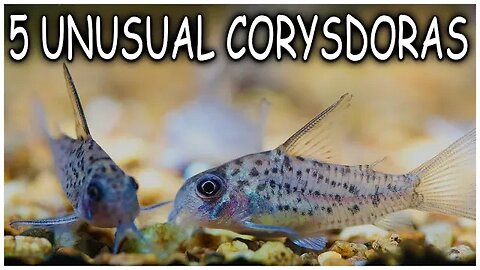 Five Less Common Corydoras that Won't Break the Bank