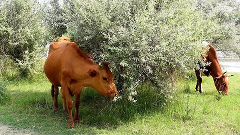 Тайная жизнь домашних коров в дикой природе летом.