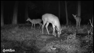 Bucks sleal dinner from the Doe's!