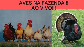 Aves na fazenda ao vivo!!!